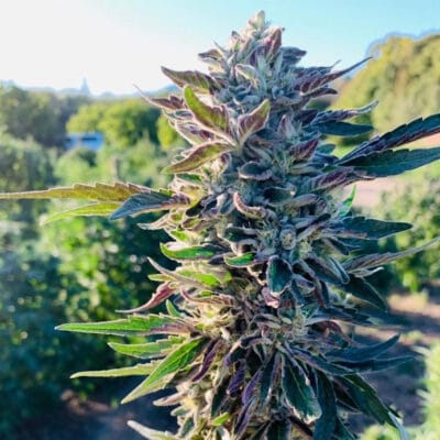 HAPPY_DREAMS_GENETICS_SUNSET_SHERBERT-X_FLOWER_2_LUSCIOUS_GENETICS
