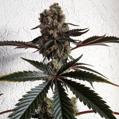 HAPPY_DREAMS_GENETICS_THE_BLING_FLOWER_1_LUSCIOUS_GENETICS