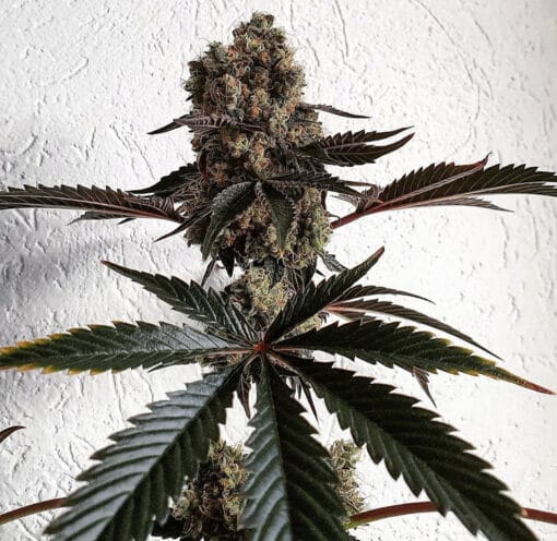 HAPPY_DREAMS_GENETICS_THE_BLING_FLOWER_1_LUSCIOUS_GENETICS