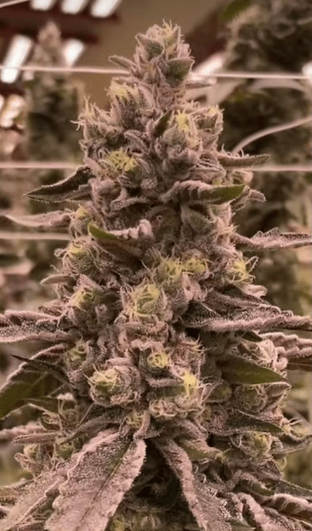 HAPPY_DREAMS_GENETICS_TRIANGLE_GMO_FLOWER_1_LUSCIOUS_GENETICS