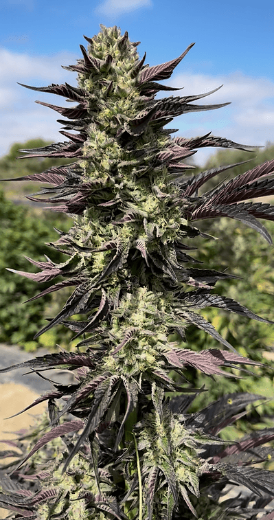 HAPPY_DREAMS_GENETICS_TRIANGLE_GMO_FLOWER_2_LUSCIOUS_GENETICS