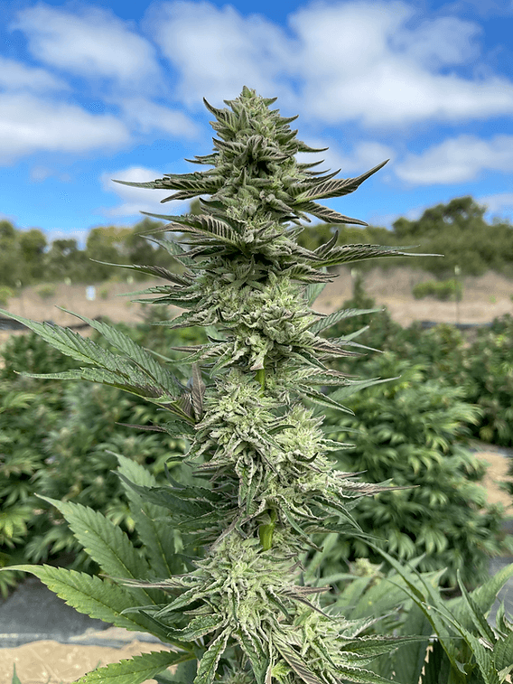 HAPPY_DREAMS_GENETICS_TRIANGLE_GMO_FLOWER_3_LUSCIOUS_GENETICS