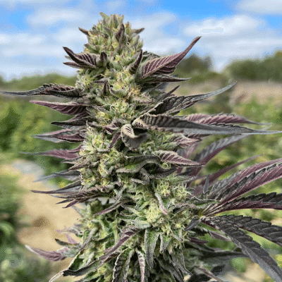 HAPPY_DREAMS_GENETICS_TRIANGLE_GMO_FLOWER_4_LUSCIOUS_GENETICS