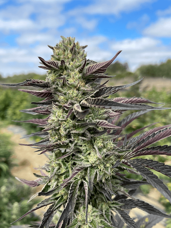 HAPPY_DREAMS_GENETICS_TRIANGLE_GMO_FLOWER_4_LUSCIOUS_GENETICS