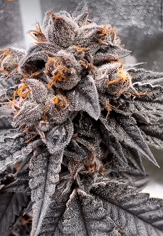 HAPPY_DREAMS_GENETICS_VANILLA_FROSTING_FLOWER_1_LUSCIOUS_GENETICS