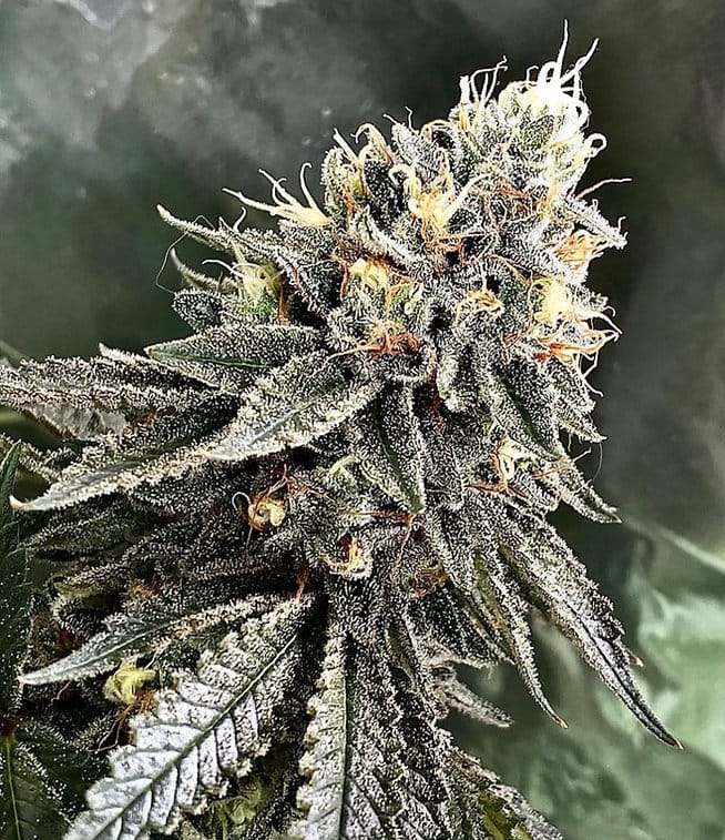 HAPPY_DREAMS_GENETICS_VANILLA_FROSTING_FLOWER_2_LUSCIOUS_GENETICS