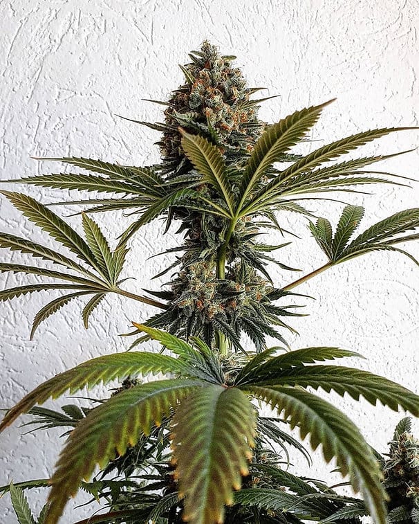 HAPPY_DREAMS_GENETICS_VANILLA_FROSTING_FLOWER_3_LUSCIOUS_GENETICS
