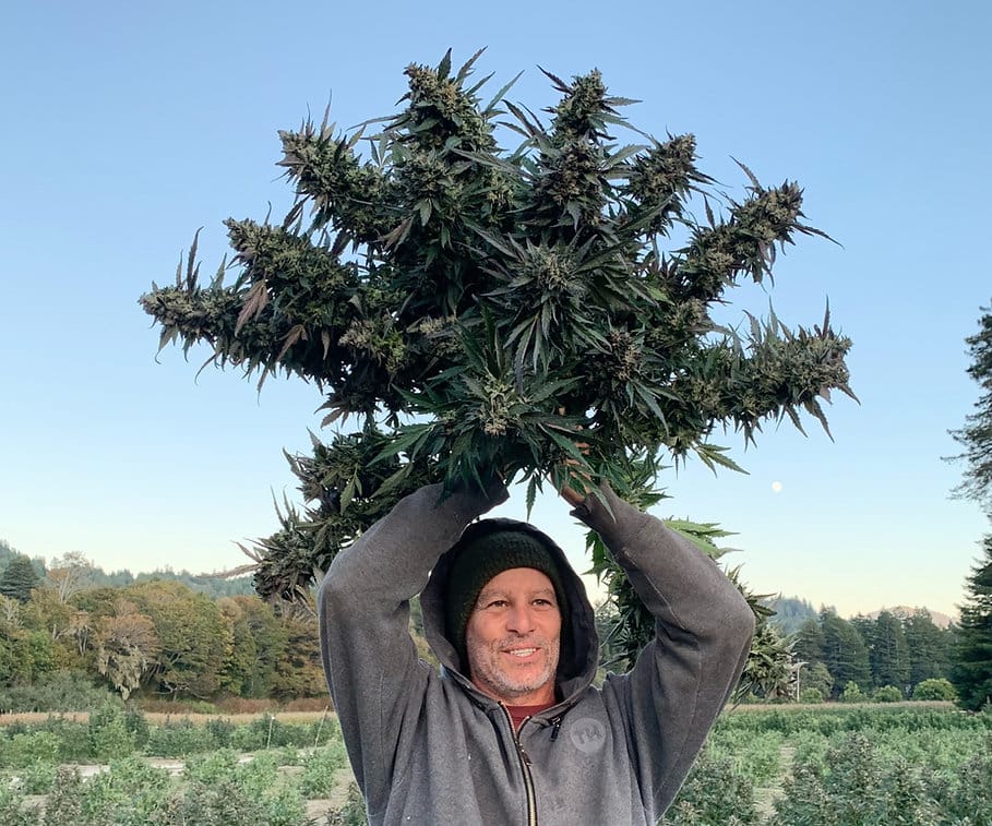 HAPPY_DREAMS_GENETICS_VANILLA_FROSTING_FLOWER_4_LUSCIOUS_GENETICS