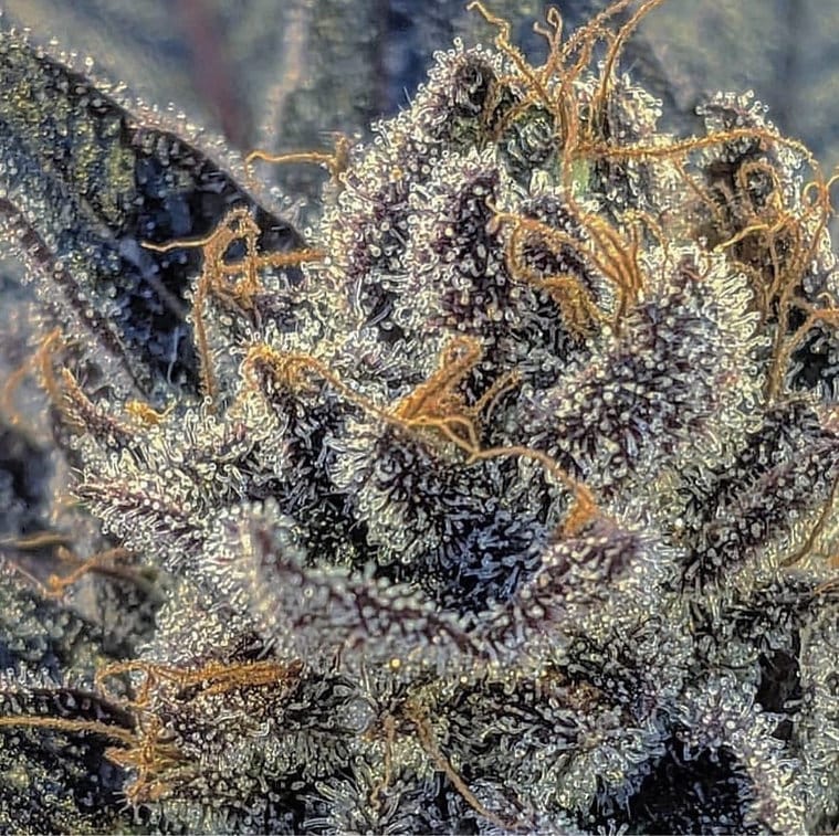 HAPPY_DREAMS_GENETICS_VANILLA_FROSTING_FLOWER_5_LUSCIOUS_GENETICS
