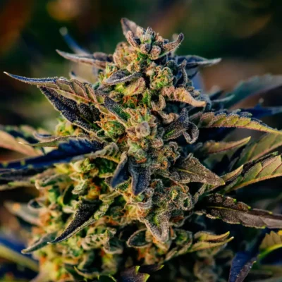 ATLAS_SEED_BERRY_GAS_MASK_CBD_AUTO_FLOWER_1_LUSCIOUS_GENETICS