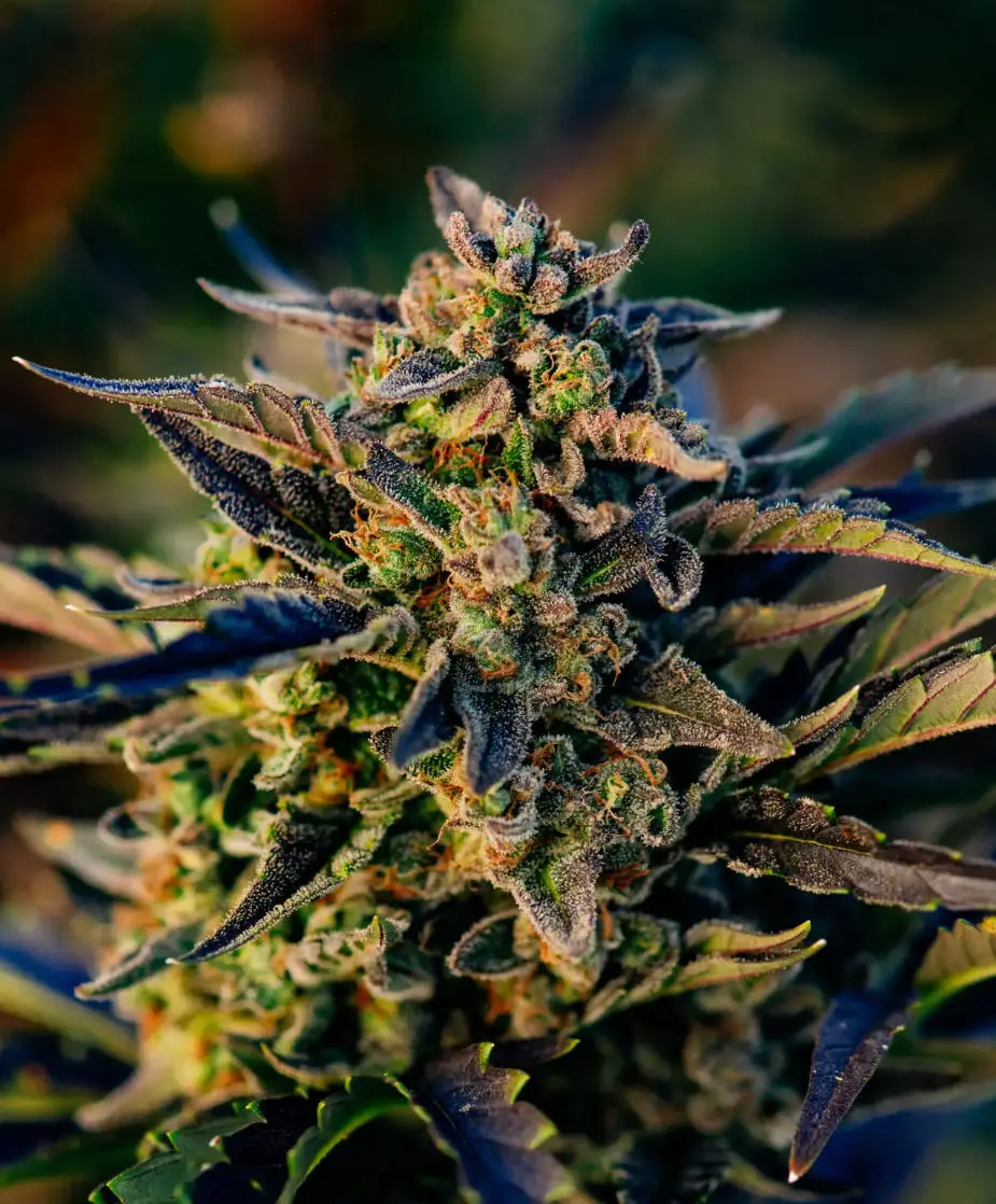 ATLAS_SEED_BERRY_GAS_MASK_CBD_AUTO_FLOWER_1_LUSCIOUS_GENETICS