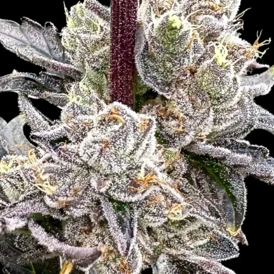 ATLAS_SEED_DRY_ERASE_MARKER_FLOWER_1_LUSCIOUS_GENETICS