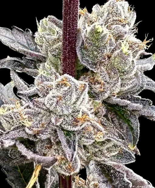 ATLAS_SEED_DRY_ERASE_MARKER_FLOWER_1_LUSCIOUS_GENETICS