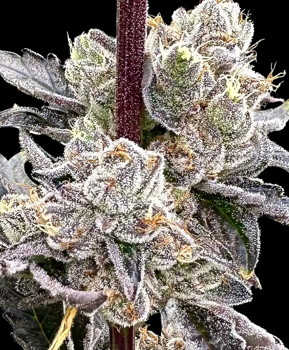 ATLAS_SEED_DRY_ERASE_MARKER_FLOWER_1_LUSCIOUS_GENETICS