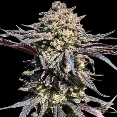 ATLAS_SEED_SUPER_BANANA_RUNTZ_FLOWER_1_LUSCIOUS_GENETICS