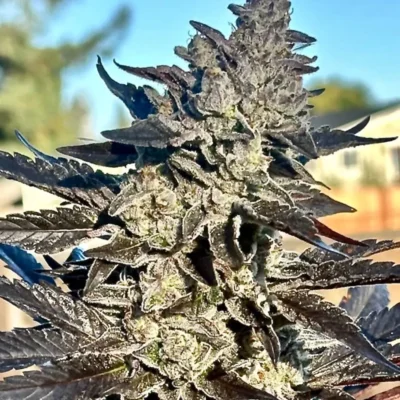ATLAS_SEED_SUPER_SOUR_RUNTZ_FLOWER_1_LUSCIOUS_GENETICS