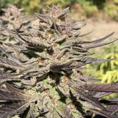 CHANETICS_GELLYZ_FLOWER_1_LUSCIOUS_GENETICS