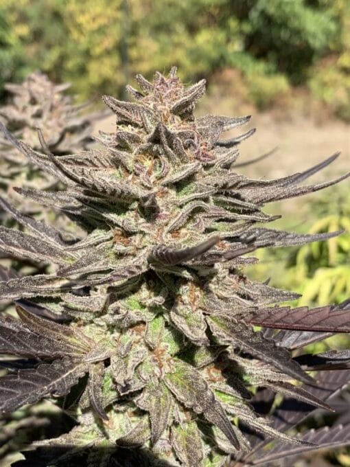 CHANETICS_GELLYZ_FLOWER_1_LUSCIOUS_GENETICS