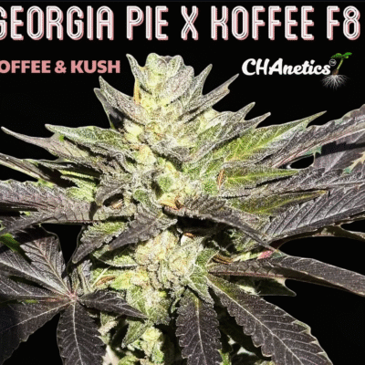 CHANETICS_GEORGIA_PIE_KOFFEE_F8_FLOWER_2_LUSCIOUS_GENETICS