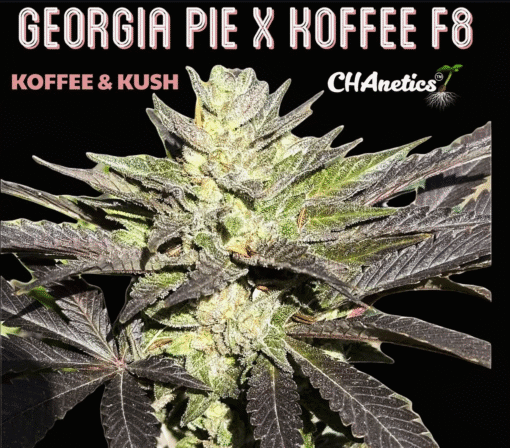 CHANETICS_GEORGIA_PIE_KOFFEE_F8_FLOWER_2_LUSCIOUS_GENETICS