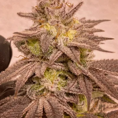 CHANETICS_GRAPE_PERFUME_FLOWER_1_LUSCIOUS_GENETICS