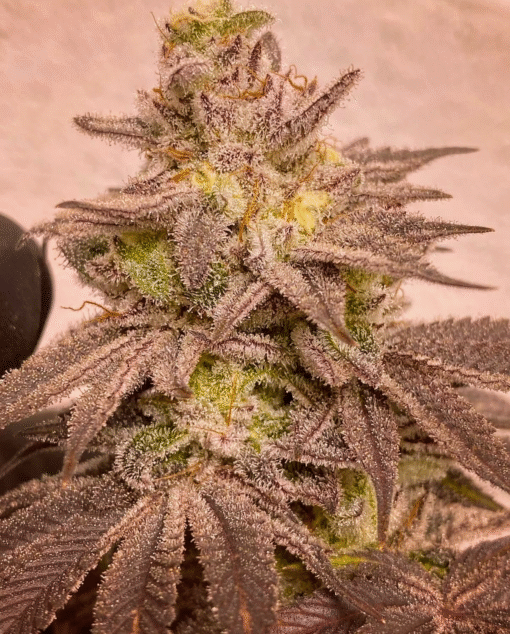 CHANETICS_GRAPE_PERFUME_FLOWER_1_LUSCIOUS_GENETICS