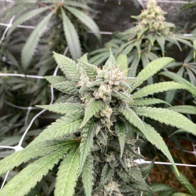 CHANETICS_HONEY_HASHPLANT_FLOWER_1_LUSCIOUS_GENETICS