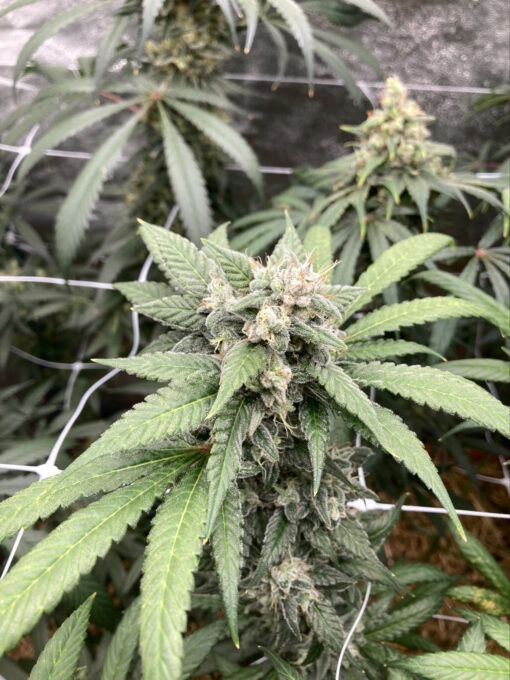 CHANETICS_HONEY_HASHPLANT_FLOWER_1_LUSCIOUS_GENETICS