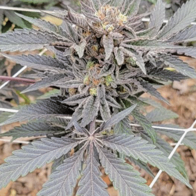 CHANETICS_JEALOUSY_X_KOFFEE_F8_FLOWER_1_LUSCIOUS_GENETICS