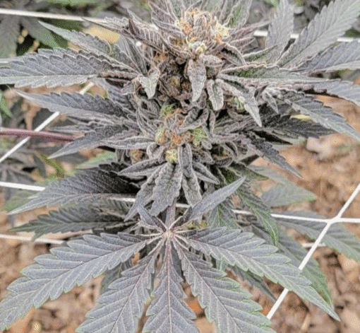CHANETICS_JEALOUSY_X_KOFFEE_F8_FLOWER_1_LUSCIOUS_GENETICS