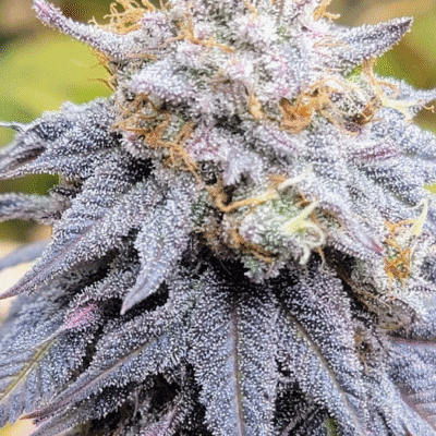 CHANETICS_LEMON_GAS_HASH_FLOWER_1_LUSCIOUS_GENETICS