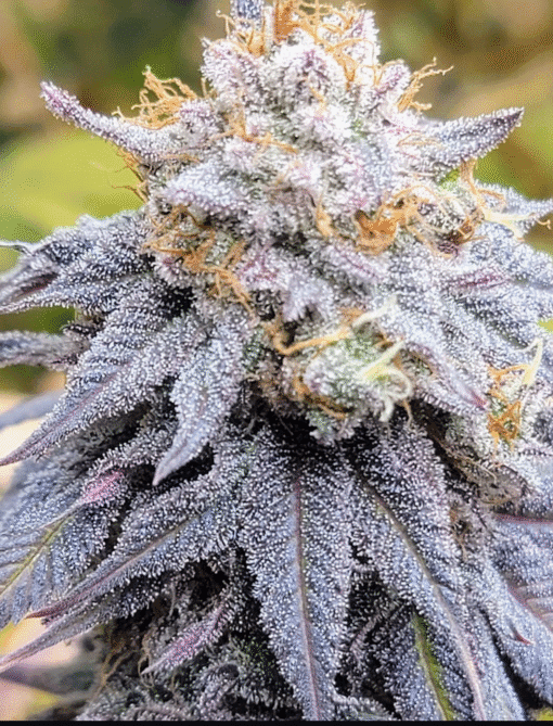 CHANETICS_LEMON_GAS_HASH_FLOWER_1_LUSCIOUS_GENETICS