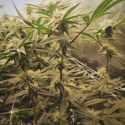 CHANETICS_(TROP_CHERRY_X_HONEY_BANANAS)_X_FRENCHYS_GRAPES_FLOWER_1_LUSCIOUS_GENETICS
