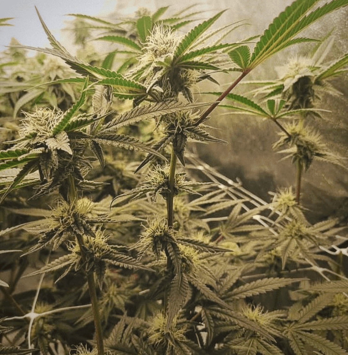 CHANETICS_(TROP_CHERRY_X_HONEY_BANANAS)_X_FRENCHYS_GRAPES_FLOWER_1_LUSCIOUS_GENETICS