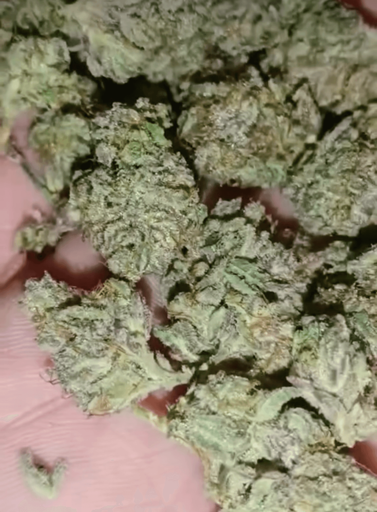 CHANETICS_(TROP_CHERRY_X_HONEY_BANANAS)_X_FRENCHYS_GRAPES_FLOWER_2_LUSCIOUS_GENETICS