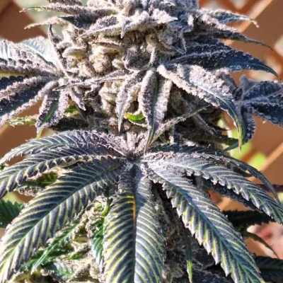EXOTIC_GENETIX_PURPLE_PULSAR_FLOWER_1_LUSCIOUS_GENETICS