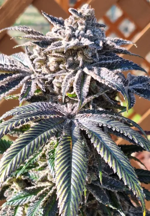 EXOTIC_GENETIX_PURPLE_PULSAR_FLOWER_1_LUSCIOUS_GENETICS