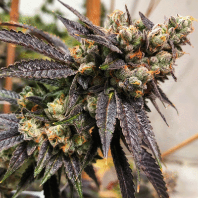 EXOTIC_GENETIX_TINA_FLOWER_1_LUSCIOUS_GENETICS
