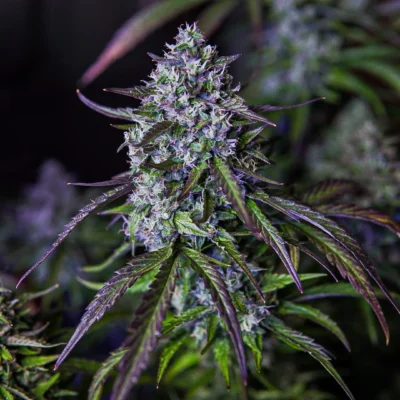 MEPHISTO_GENETICS_3WOK_OG_FLOWER_1_LUSCIOUS_GENETICS