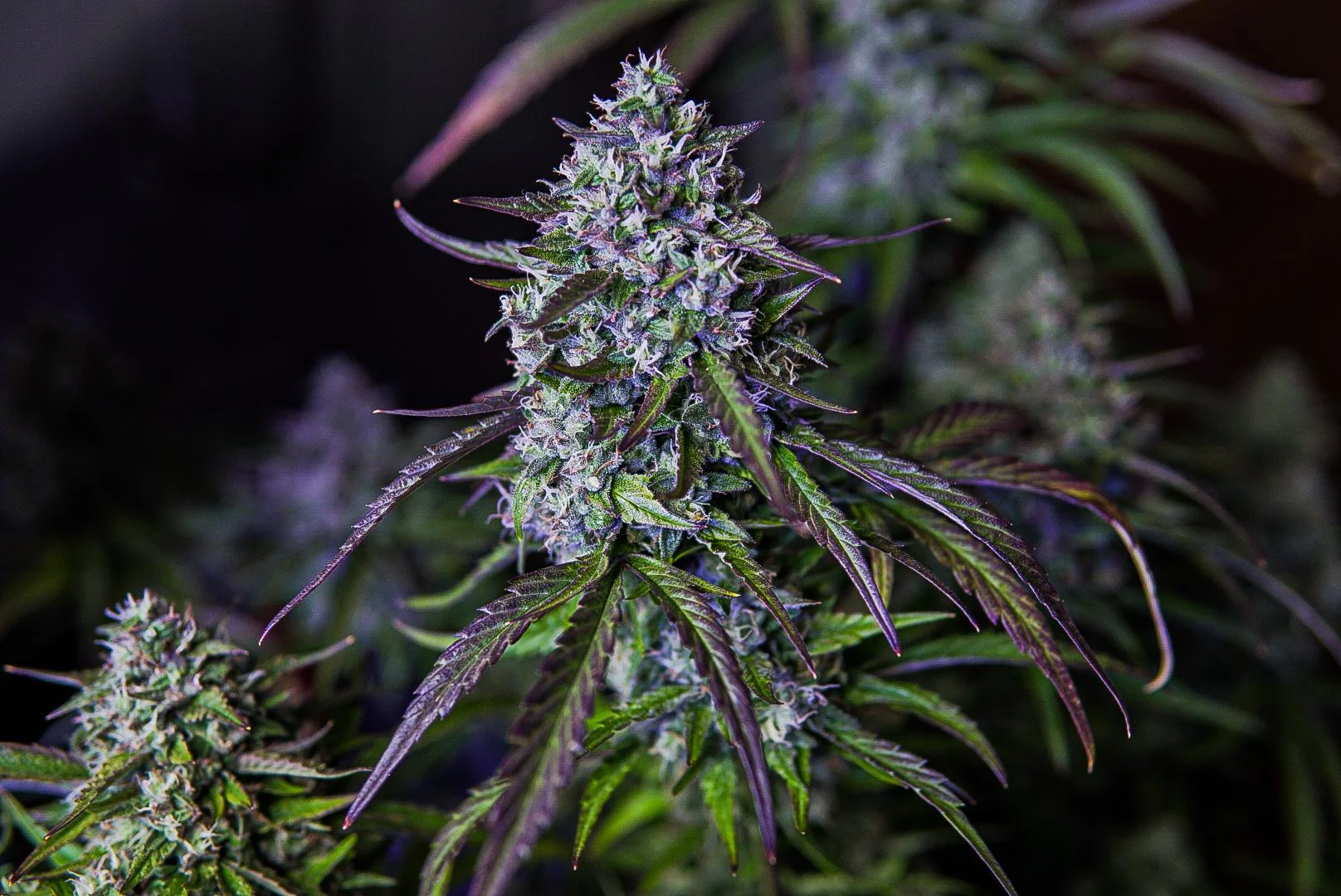 MEPHISTO_GENETICS_3WOK_OG_FLOWER_1_LUSCIOUS_GENETICS