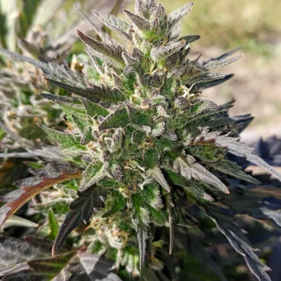 MEPHISTO_GENETICS_CREME_BUBBLY_FLOWER_1_LUSCIOUS_GENETICS