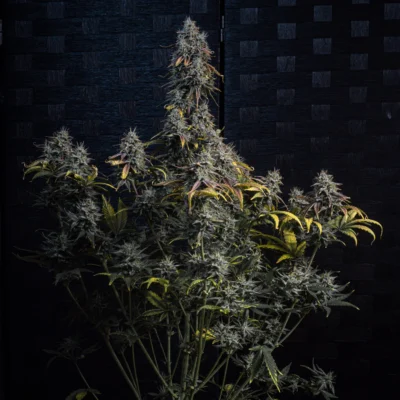 MEPHISTO_GENETICS_ILLUMINAUTO_#51_MARLEYS_GRIN_FLOWER_1_LUSCIOUS_GENETICS