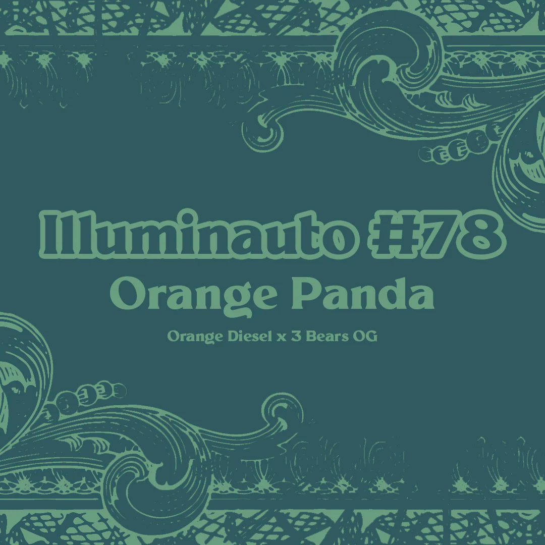 MEPHISTO_GENETICS_ILLUMINAUTO_#78_ORANGE_PANDA_ARTWORK_LUSCIOUS_GENETICS