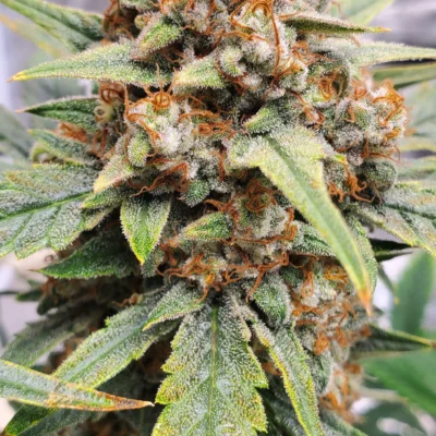 MEPHISTO_GENETICS_STRAWBBA_THE_HUTT_FLOWER_1_LUSCIOUS_GENETICS