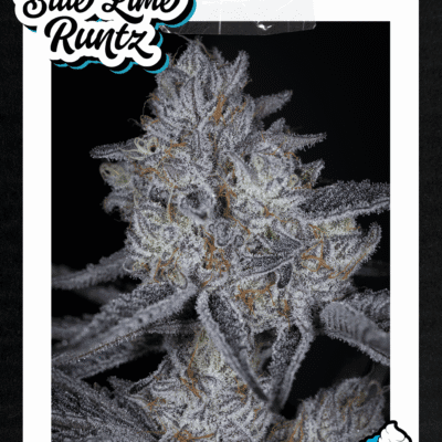 SIN_CITY_SEEDS_BLUE_LIME_RUNTZ_FLYER_LUSCIOUS_GENETICS