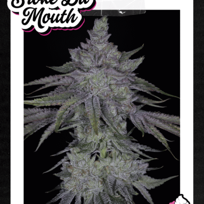 SIN_CITY_SEEDS_BROKE_DA_MOUTH_FLYER_LUSCIOUS_GENETICS