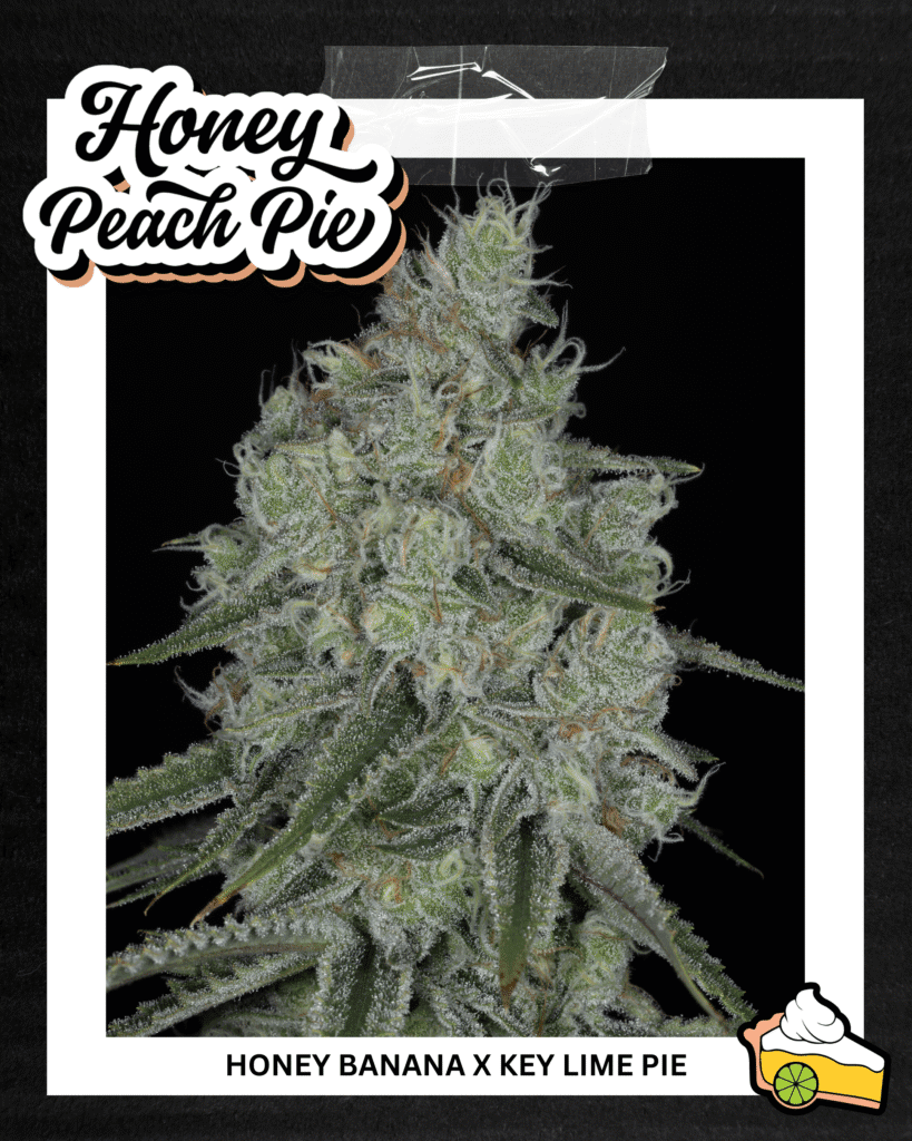 SIN_CITY_SEEDS_HONEY_PEACH_PIE
