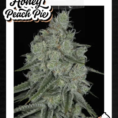 SIN_CITY_SEEDS_HONEY_PEACH_PIE_FLYER_LUSCIOUS_GENETICS