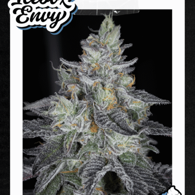 SIN_CITY_SEEDS_ICEBOX_ENVY_FLYER_LUSCIOUS_GENETICS