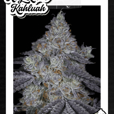 SIN_CITY_SEEDS_KEY_LIME_KAHLUAH_FLYER_LUSCIOUS_GENETICS